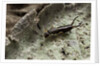 Forficula auricularia (european earwig) by Anonymous