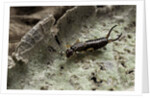 Forficula auricularia (european earwig) by Anonymous