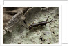 Forficula auricularia (european earwig) by Anonymous