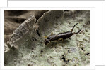 Forficula auricularia (european earwig) by Anonymous