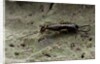 Forficula auricularia (european earwig) by Anonymous