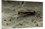 Forficula auricularia (european earwig) by Anonymous