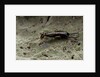 Forficula auricularia (european earwig) by Anonymous