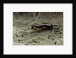 Forficula auricularia (european earwig) by Anonymous