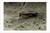 Forficula auricularia (european earwig) by Anonymous
