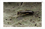 Forficula auricularia (european earwig) by Anonymous