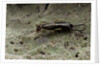 Forficula auricularia (european earwig) by Anonymous