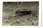 Forficula auricularia (european earwig) by Anonymous