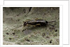 Forficula auricularia (european earwig) by Anonymous