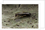 Forficula auricularia (european earwig) by Anonymous