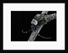 Pogonocherus hispidulus (flat-faced longhorns beetle) by Anonymous