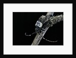 Pogonocherus hispidulus (flat-faced longhorns beetle) by Anonymous