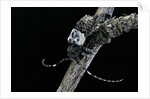 Pogonocherus hispidulus (flat-faced longhorns beetle) by Anonymous