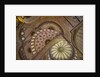 Inside Sultanahamet Cadii (Blue Mosque) by Anonymous