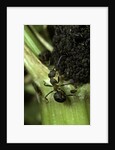 Formica rufa (red wood ant) - with aphids by Anonymous