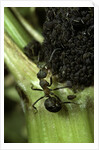 Formica rufa (red wood ant) - with aphids by Anonymous