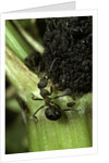 Formica rufa (red wood ant) - with aphids by Anonymous