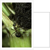 Formica rufa (red wood ant) - with aphids by Anonymous