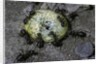 Formica rufa (red wood ant) - attacking a larva by Anonymous