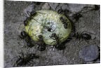 Formica rufa (red wood ant) - attacking a larva by Anonymous