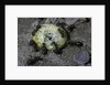 Formica rufa (red wood ant) - attacking a larva by Anonymous