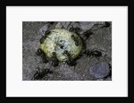 Formica rufa (red wood ant) - attacking a larva by Anonymous