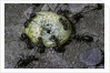 Formica rufa (red wood ant) - attacking a larva by Anonymous
