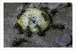 Formica rufa (red wood ant) - attacking a larva by Anonymous