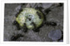 Formica rufa (red wood ant) - attacking a larva by Anonymous