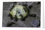 Formica rufa (red wood ant) - attacking a larva by Anonymous