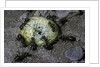 Formica rufa (red wood ant) - attacking a larva by Anonymous