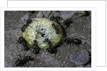 Formica rufa (red wood ant) - attacking a larva by Anonymous