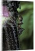 Formica rufa (red wood ant) - with aphids by Anonymous