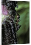 Formica rufa (red wood ant) - with aphids by Anonymous