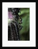 Formica rufa (red wood ant) - with aphids by Anonymous