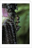 Formica rufa (red wood ant) - with aphids by Anonymous