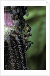 Formica rufa (red wood ant) - with aphids by Anonymous