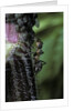 Formica rufa (red wood ant) - with aphids by Anonymous