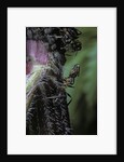 Formica rufa (red wood ant) - with aphids by Anonymous