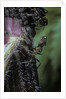 Formica rufa (red wood ant) - with aphids by Anonymous