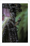Formica rufa (red wood ant) - with aphids by Anonymous