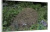 Formica rufa (red wood ant) - dome-shaped nest by Anonymous