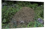 Formica rufa (red wood ant) - dome-shaped nest by Anonymous