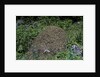 Formica rufa (red wood ant) - dome-shaped nest by Anonymous