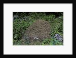 Formica rufa (red wood ant) - dome-shaped nest by Anonymous