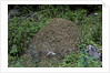 Formica rufa (red wood ant) - dome-shaped nest by Anonymous