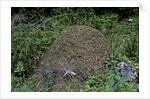 Formica rufa (red wood ant) - dome-shaped nest by Anonymous