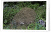 Formica rufa (red wood ant) - dome-shaped nest by Anonymous