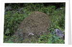 Formica rufa (red wood ant) - dome-shaped nest by Anonymous