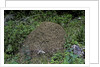 Formica rufa (red wood ant) - dome-shaped nest by Anonymous